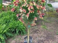 Vines Creek Nursery