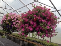 Vines Creek Nursery